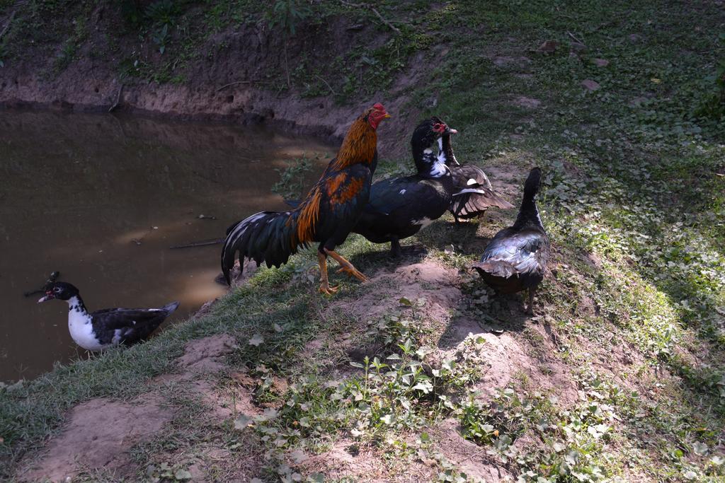 Finca La Colorada サンサルバドールデフフイ エクステリア 写真